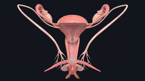 picture of a wet pussy|File : Female Genital Organs (frontal view) detailed macro.jpg